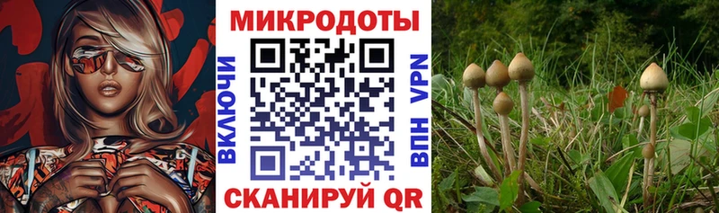 Купить  Юрьев-Польский  Галлюциногенные грибы GOLDEN TEACHER 